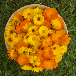 capture d'écran 2025 11 20 040612