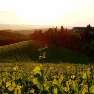 capture d’écran 2025 11 26 à 20.47.47