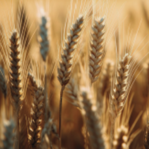 capture d'écran 2025 12 04 045017